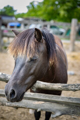 An adult horse on a farm in Slovakia