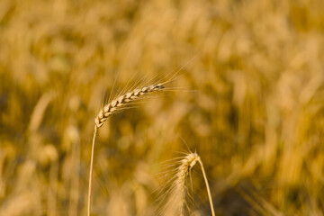 ripe ear of rye in the field close-up