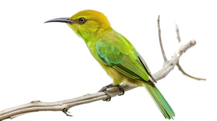 Fototapeta premium Green Bee-Eater full body on white background