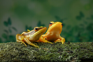 Guangdong frog ( Hylarana macrodactyla )