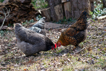 Three backyard chickens in New Jersey, two of them head to head eating off of ground.
