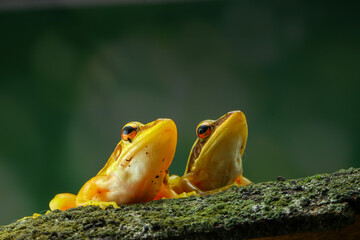 frog on a leaf Guangdong frog ( Hylarana macrodactyla )