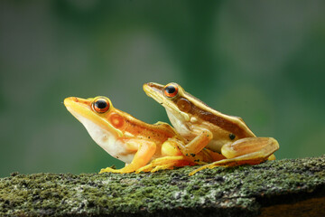 frog on a leaf Guangdong frog ( Hylarana macrodactyla )