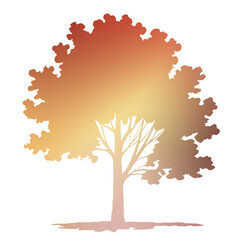Autumn Tree Silouhette and Shape With Transparent Background