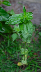 Growing Zinnia plant without flower and chewed up leaves in garden.