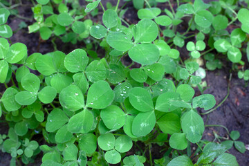 Closeup of green clover growing with water droplets on leaves.