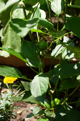 Green Cherry Hot Peppers growing on plant in vegetable garden.