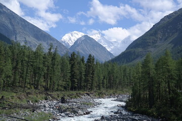 The mountain river flows through a valley with dense coniferous forest on the slopes under the blue sky with white clouds. The river is in the foreground, and the forest is in the background.