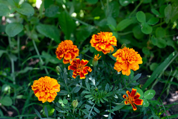 Orange Marigold flowers with green leaves in summertime in New Jersey garden.