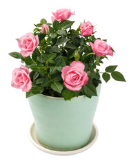 Miniature Rose house plant in flower pot. Rose in pot isolated.