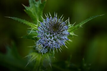 Thistle in the Black Forest, Germany