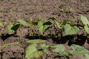 a field with peppers in the summer season