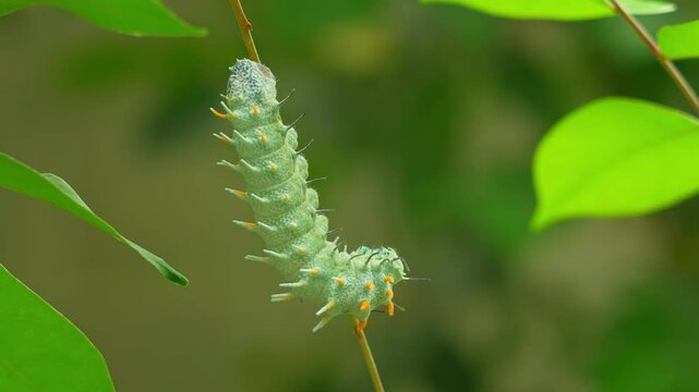 Butterfly caterpillar of Atlas Moth or Attacus lorquini in the family Saturniidae. Found in the Philippines. Atlas moth is the largest moth in the world.