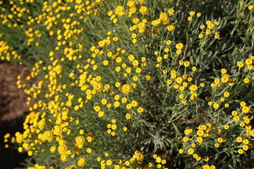 Many small yellow flowers on a green background