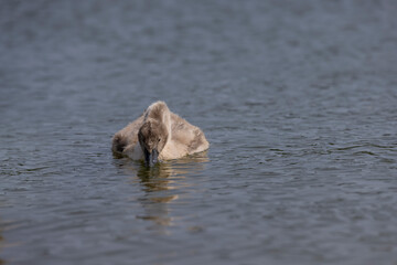 Fototapeta premium young swans in gray down swim on the lake