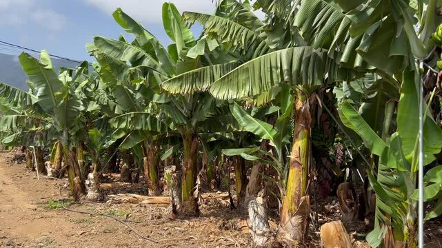 Interior de una finca de pl&aacute;tanos en el norte de Tenerife, islas Canarias