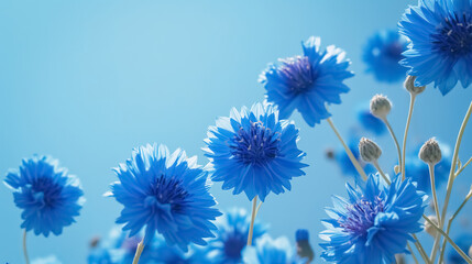 A blue cornflowers against a clear blue sky