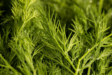 in drops of pure water green dill to add as spices