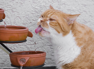 Trinkende Britisch Kurzhaar Katze aus dem Brunnen auf der Terrasse