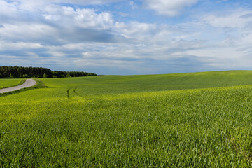 beautiful green wheat sprouts in sunny weather