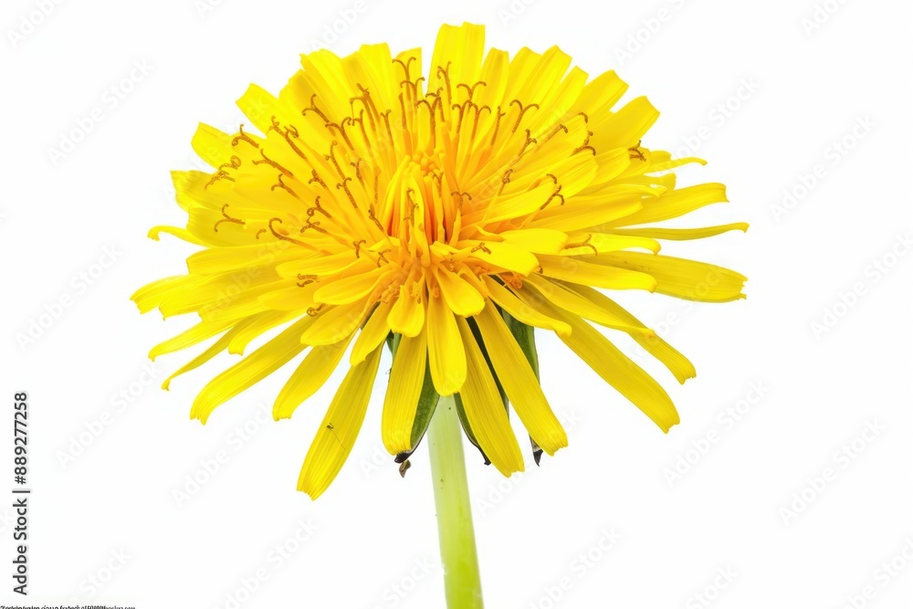Poster a close-up photo of a bright yellow flower sitting on a clean white background, ideal for use in des