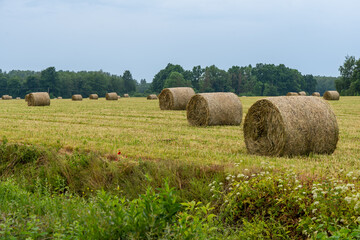 field with hay bales next to a ditch with wildflowers