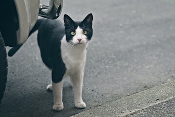 Cute tuxedo stray cat resting next to a parked car on steet and looking at camera.