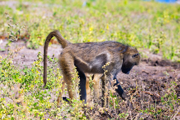 The baboon