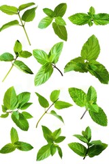 Close-up of green leaves on a white surface