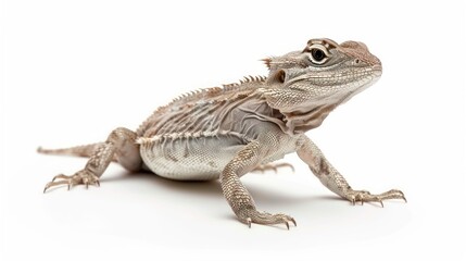Naklejka premium Lazarus Lizard full body on white background