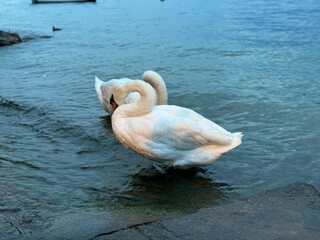 swans on the lake