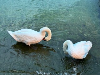 swans on the lake