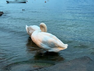 swans on the lake