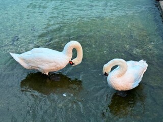 swans on the lake