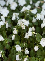 white flowers in the garden