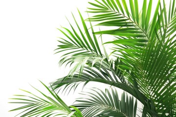Palm Tree Leaves. Green Tropical Leaf Layout for Summer Nature Background