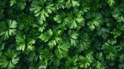 Parsley. Fresh Organic Vegetarian Green Herb, Leafy Vegetable Ingredient Bunch