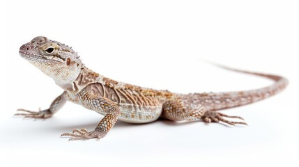 Fototapeta premium Lizard full body on white background