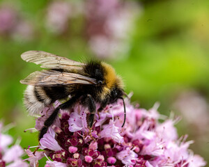 beautiful, summer flower close-up, insect in flower, plant pollination, mid summer, flowering time, flowers
