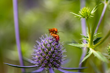 beautiful, summer flower close-up, insect in flower, plant pollination, mid summer, flowering time, flowers