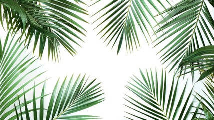 Obraz premium Tropical palm leaves on white background for summer concept