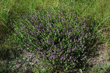 Medicinal and food herb Thymus serpyllum