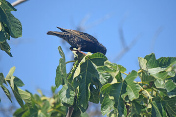 Un étourneau se gave de figues sur un figuier.