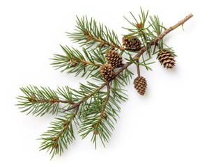 Pine Branch. Close-up of White Pine Branch with Cones Isolated on Background