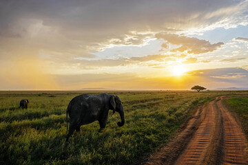 Elephant walking his path to the sunset in Serengeti