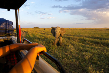 Elephant visitor during safari tour from car