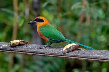 Broad billed motmot (Electron platyrhynchum platyrhynchum) at feeder with bananas, Mindo cloud forest, Ecuador.
