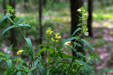 Blooming common cow-wheat, Melampyrum pratense plants