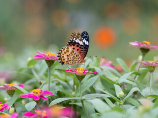 雌のツマグロヒョウモン