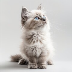 cats, kittens, baby cats,  clean indoor background , White background , Real time , realistic, commercial photograph 